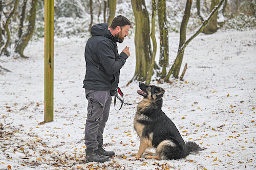 January is our most popular time for bookings and spaces fill up quickly. If you want to start the new year with a calmer, better-behaved dog, our residential programme is the most effective solution. Let us help you make 2026 the year your dog becomes the well-mannered companion you’ve always wanted
