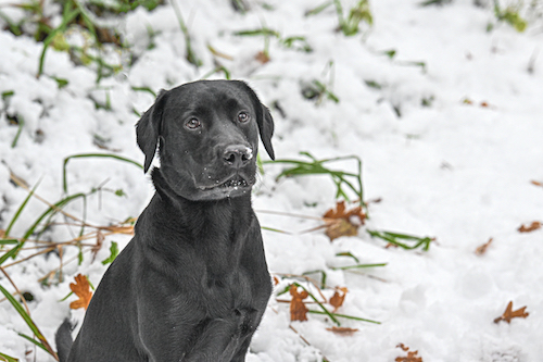 Preparing Your Dog for Christmas Visitors