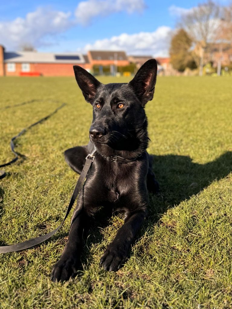 helping-your-puppy-sleep-at-night