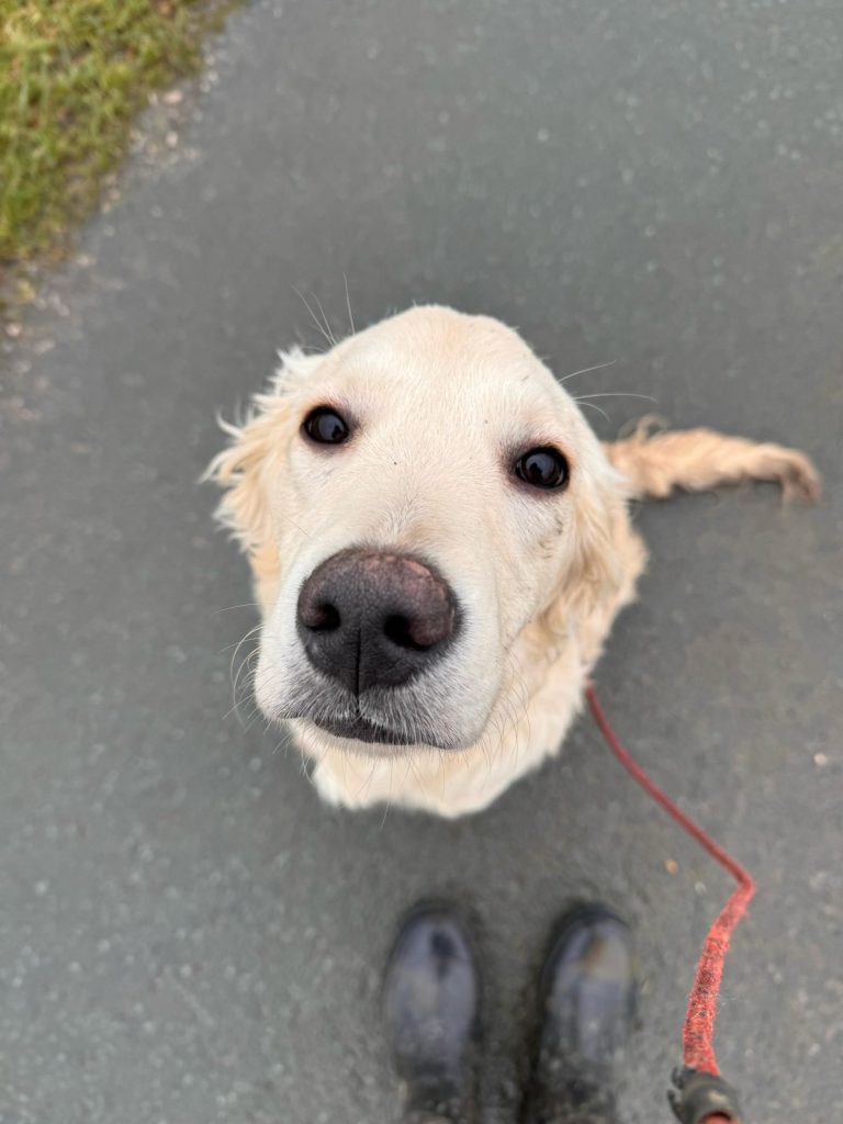 why-do-dogs-wag-their-tails